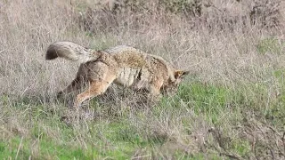 coyote pounce @ point ryes