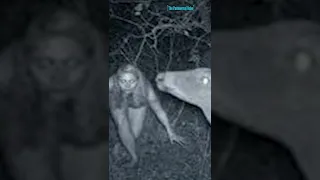 5 Creepy Trail Cam images