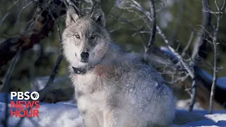 WATCH LIVE: House committee holds hearing on removing gray wolf from endangered species list