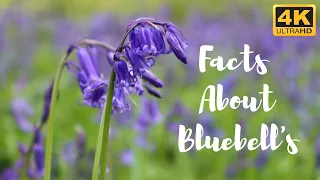 FACTS ABOUT BLUEBELLS & STUNNING VIEWS OF BLUEBELL FIELDS 4K UHD