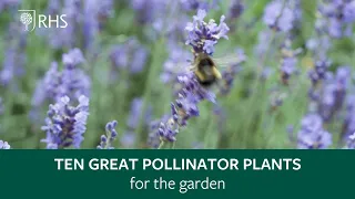 Top 10 plants for pollinators | The RHS