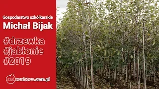 Drzewka ze szkółki - Michała Bijaka - Red Jonaprince, Muna, Gala, Red Cap, Red Delicious