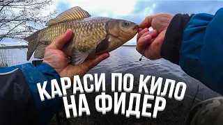 КИЛОГРАМОВЫЕ КАРАСИ-ЛАПТИ на ФИДЕР!!! СЕКРЕТНАЯ прикормка работает! МОЩНЫЕ поклевки-загибы!