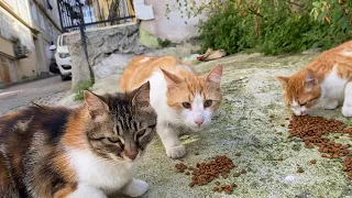Cute Cats living on the street. They were very hungry, I gave them food. 💕