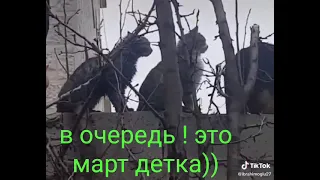 Коты в очереди )))))