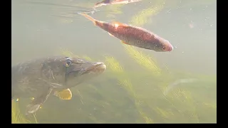 Perch and Pike DESTROY Baitfish Underwater in Crystal Clear Water