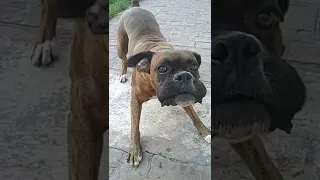 perro boxer ladrando