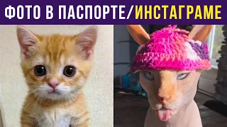 Приколы с котами. Фото в паспорте/инстаграме | Мемозг #321