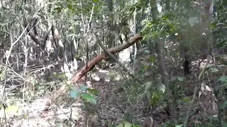 Dating Bigfoot Stick and Tree Structures. ヒバゴン Hibagon