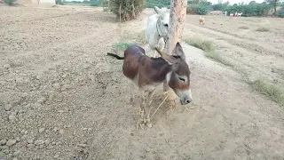 very hot horse and cow meeting!