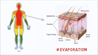 How our Bodies control Temperature