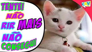 Vídeo Mais Engraçado De Gatos comediantes Da Internet - Tente Não Rir #02