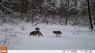 Trailcam video. Camera Trap. Belarus. Фотоловушка 30.11.23-13.01.24 Косули ,волки, рысь