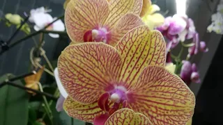 МОЯ ЧУДАЧКА KV BEAUTY! 🙃🤔🌱🦋#phalaenopsis #ORHIDS #ORJIDEA #FLOR