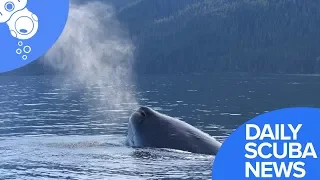 Daily Scuba News - Sperm Whale Spotted In British Columbia Waters