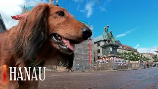 Cute Dachshund shows you Hanau on the German Fairy Tale Route on the footsteps of Brothers Grimm