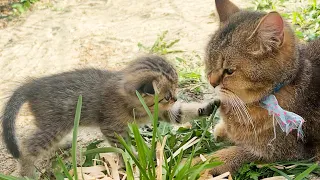 Baby kitten asks the cat's mother for forgiveness for tormenting and chewing her tail.