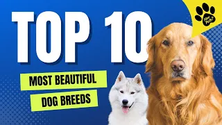 Top 10 MOST Beautiful Dog Breeds in the World 2022: Cutest Dogs