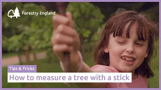 How to measure a tree using a stick