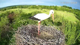 Хвилинний гість