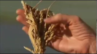 Northern California Rice Farm - America's Heartland