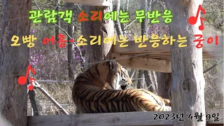 (봉화sun)(호랑이숲)(무궁)관람객👪소리에는 무반응🐯오빵 👨‍💼어흥~소리에는🐅반응하는 궁이🐯