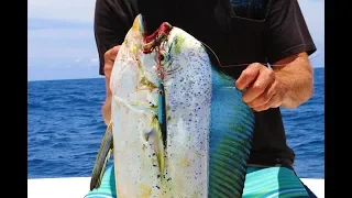 JIGGING for Dolphin/Mahi in Grand Cayman