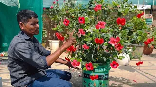 ₹5 में आ गए गुड़हल पर इतने सारे फूल Hibiscus flowers idea