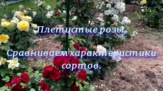 Плетистые розы. Сравниваем характеристики сортов. Питомник растений Е. Иващенко