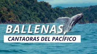 BALLENAS, LAS CANTAORAS DEL PACÍFICO