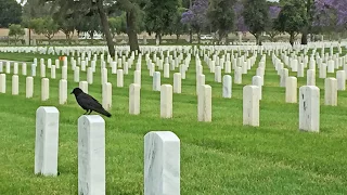 I Found My Great Grandfather's Grave At The Los Angeles National Cemetery