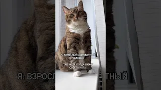 Только не говорите, что у меня одной такие приступы😂