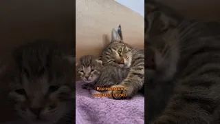 Все котята открыли глазки и увидели свою маму #shorts #kittens