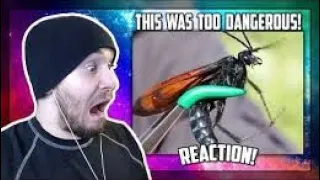 THIS WAS TOO DANGEROUS! - Reacting to STUNG by a TARANTULA HAWK!