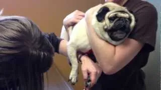 dramatic pug hates having his nails clipped!