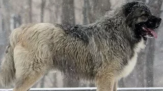 Кавказская овчарка – собака не для неженок