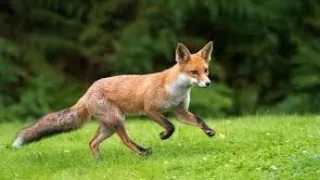 Most  Beautiful  Fox In The  Forest|Best Compilations|