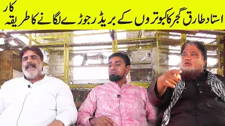 ustad tarik gujar's best tips for pigeons breeding/ 03024464018