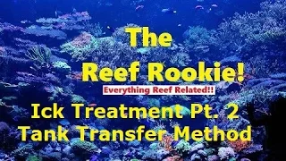 Ick treatment part 2, Tank Transfer Method