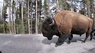 Buffalo Traffic Jam in Yellowstone (pre floods)