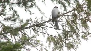 Grant's Getaways:  Trillium Lake Snowshoeing