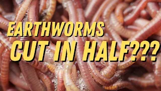 When Earthworms are Cut in Half, do they Still Know Each Other?