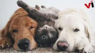 Meet Three Best Friends – Two Dogs And A Cat Who Love Doing Everything Together