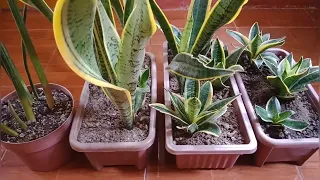 SNAKE PLANT CARE - TAMANG PARAAN NG PAGDIDILIG SA LUCKY PLANT NA ITO | WATERING OF SANSEVIERIA