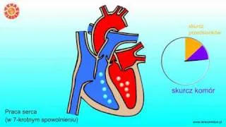 Budowa i praca serca (materiał archiwalny dla gimnazjum)