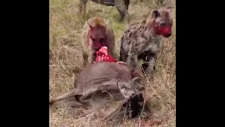 Гиены заживо едят антилопу