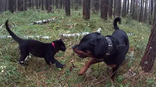 Luna and Venza in the twilight forest. Black leopard kitten playing with dog.