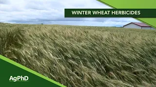 Winter Wheat Herbicides (From Ag PhD Show #1149 - Air Date 4-12-20)