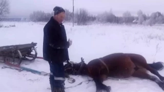 Прикол. Хитрая лошадка. Часть1.