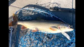 Christmas Glide Bait  Flaming Gorge 12/21/23